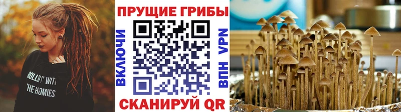 продажа наркотиков  блэк спрут рабочий сайт  Галлюциногенные грибы Cubensis  Лесозаводск 